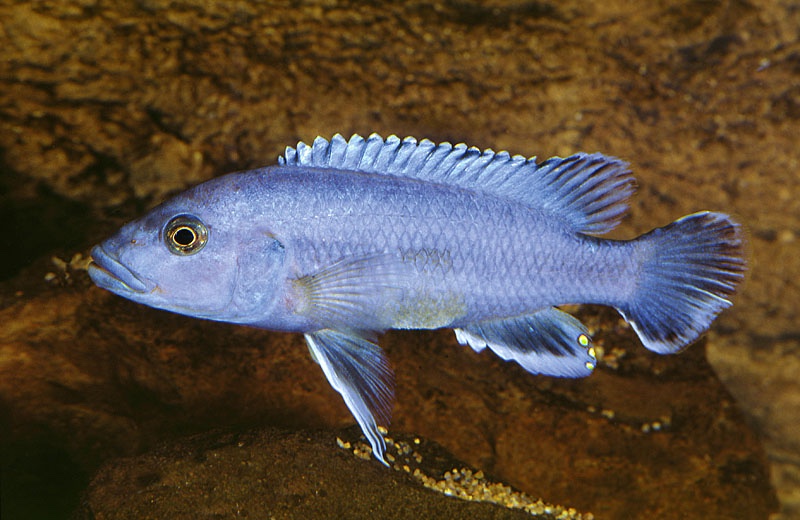 Melanochromis kaskazini